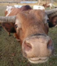 One of our cows